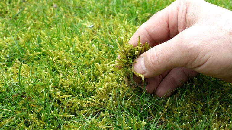 How Do I Remove Moss From My Lawn - identifying moss