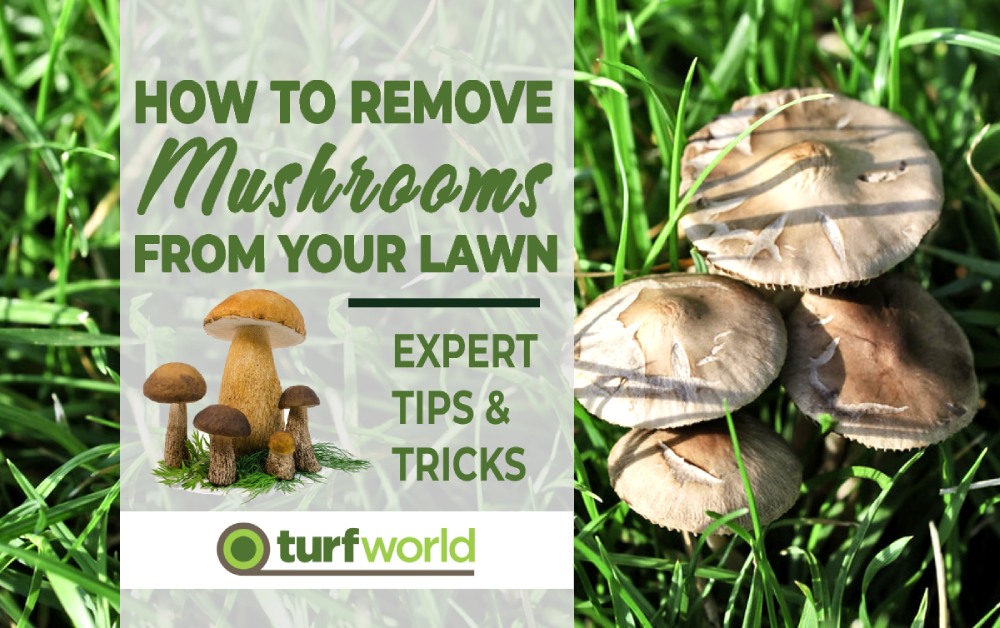 How To Get Rid Of Mushrooms On Your Lawn Expert Tips 