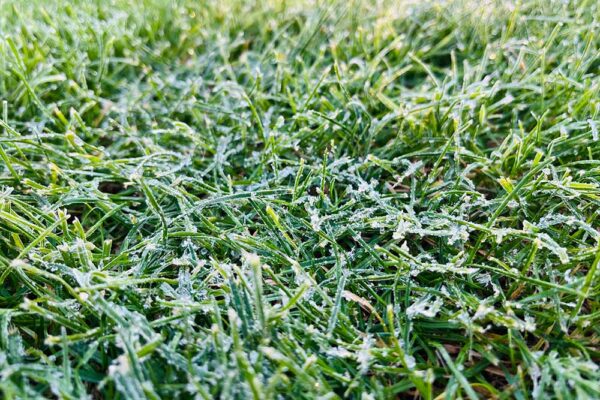 Turfworld, proving turf to public and trade, winter lawn care guide on our blog