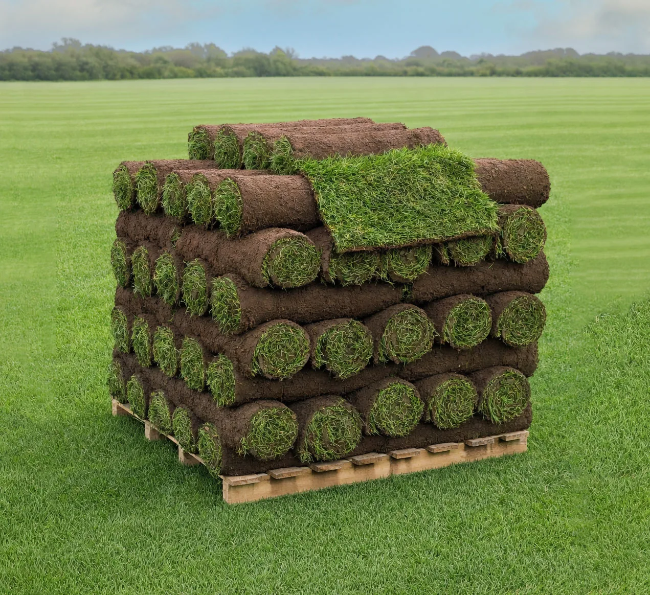 Signature Turf