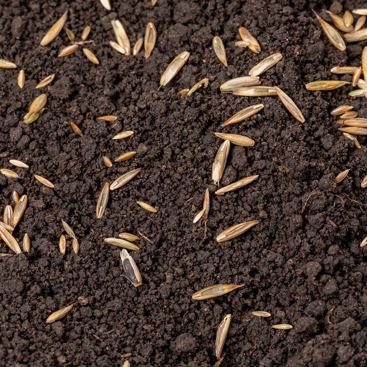 Emerald Grass Seed Bulk Bag 20kg - Image 5