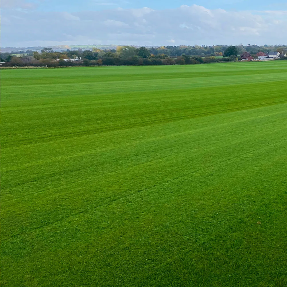 Signature Turf - Image 2